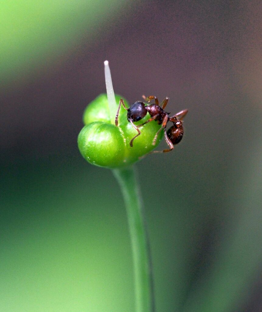 Wildkräuter und Wildpflanzen: Bärlauch, der wilde Knoblauch
