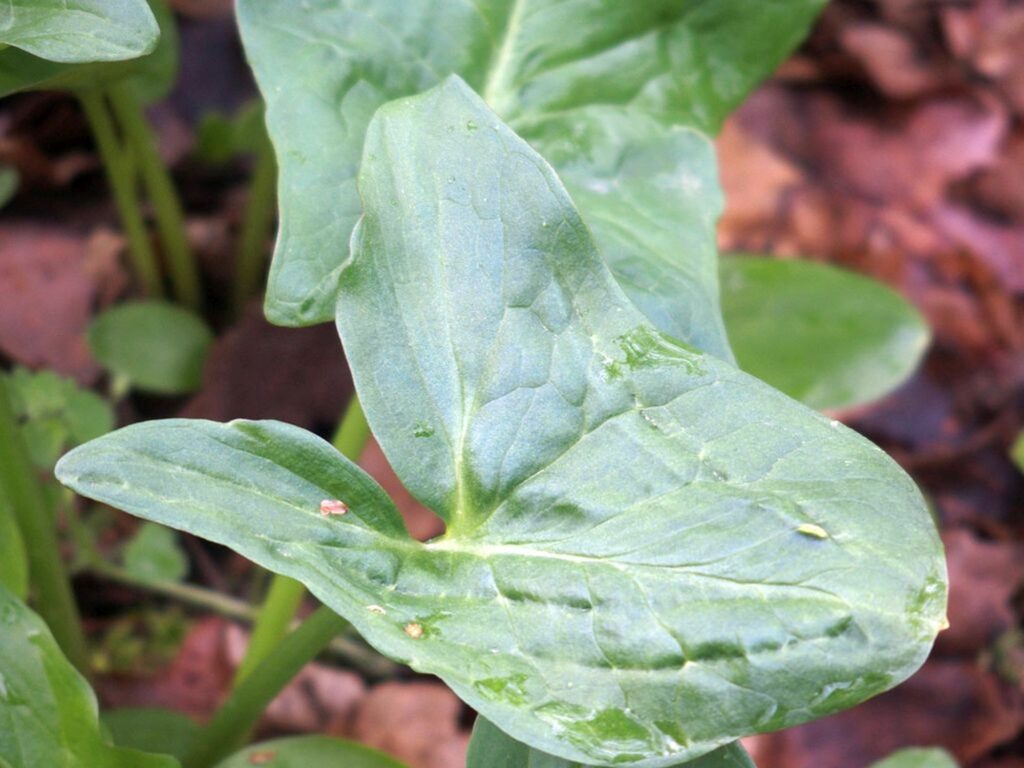 Wildkräuter und Wildpflanzen: Bärlauch, der wilde Knoblauch - Aronstab