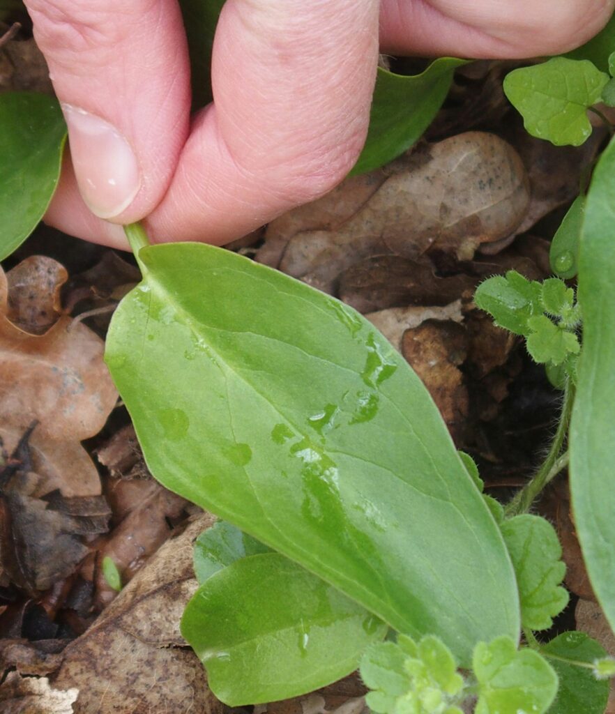 Wildkräuter und Wildpflanzen: Bärlauch, der wilde Knoblauch - Aronstab