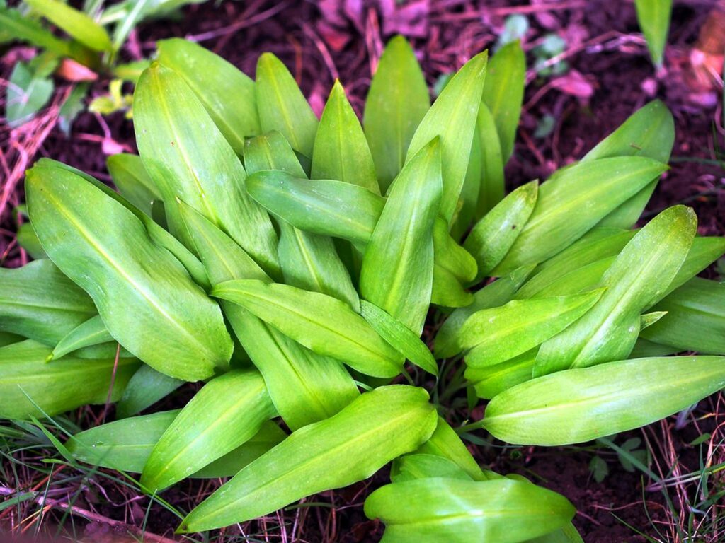 Wildkräuter und Wildpflanzen: Bärlauch, der wilde Knoblauch