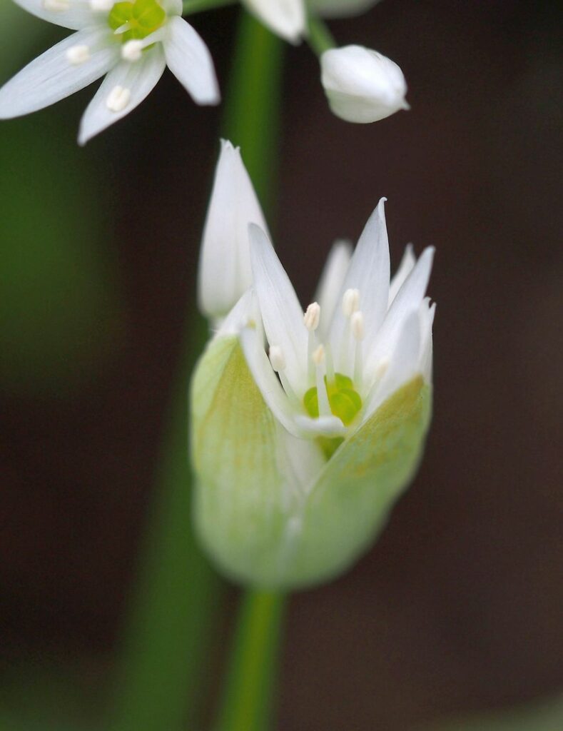Wildkräuter und Wildpflanzen: Bärlauch, der wilde Knoblauch