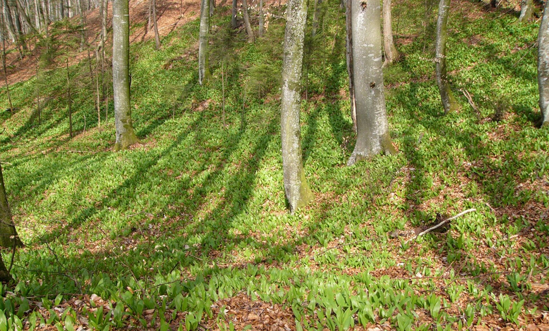 Wildkräuter und Wildpflanzen: Bärlauch, der wilde Knoblauch