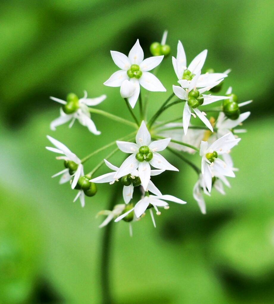 Wildkräuter und Wildpflanzen: Bärlauch, der wilde Knoblauch