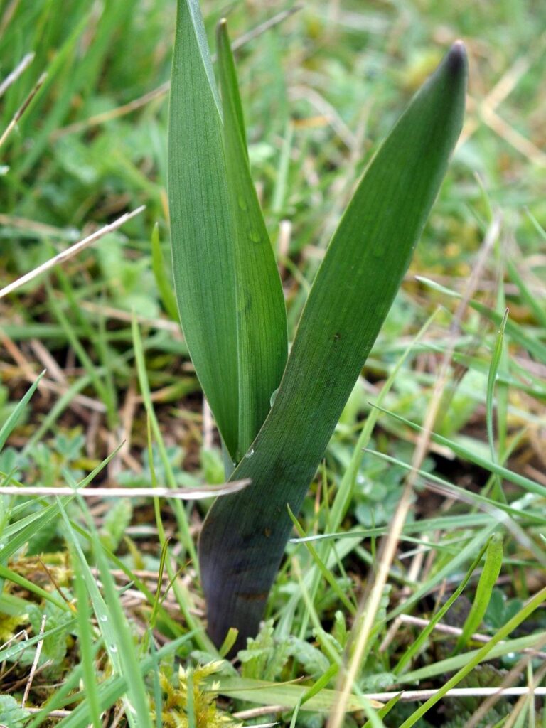Wildkräuter und Wildpflanzen: Bärlauch, der wilde Knoblauch - Herbstzeitlose