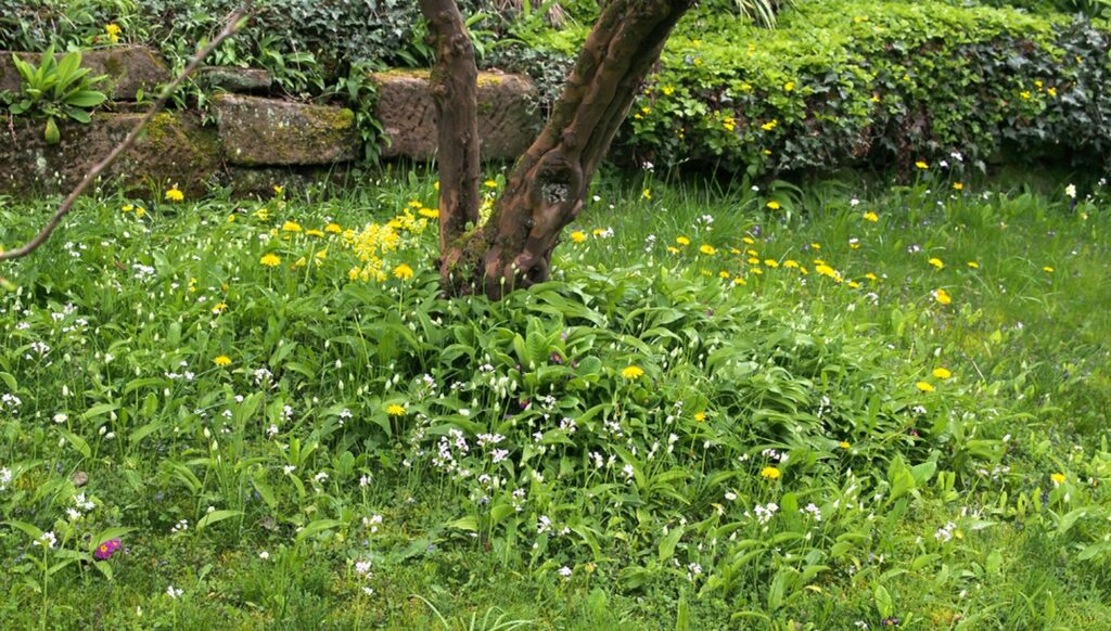 Wildkräuter und Wildpflanzen: Bärlauch, der wilde Knoblauch