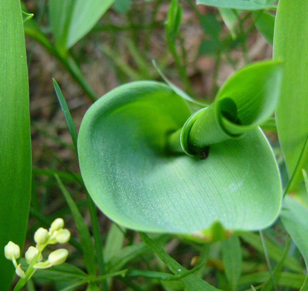 Wildkräuter und Wildpflanzen: Bärlauch, der wilde Knoblauch