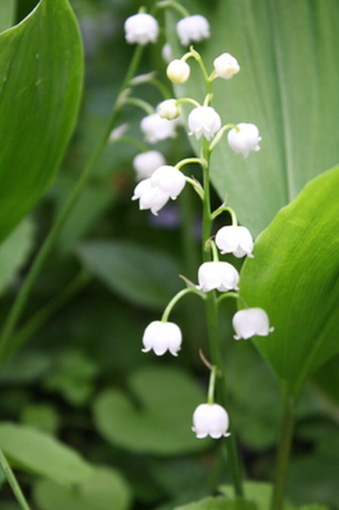 Wildkräuter und Wildpflanzen: Bärlauch, der wilde Knoblauch - Maiglöckchen