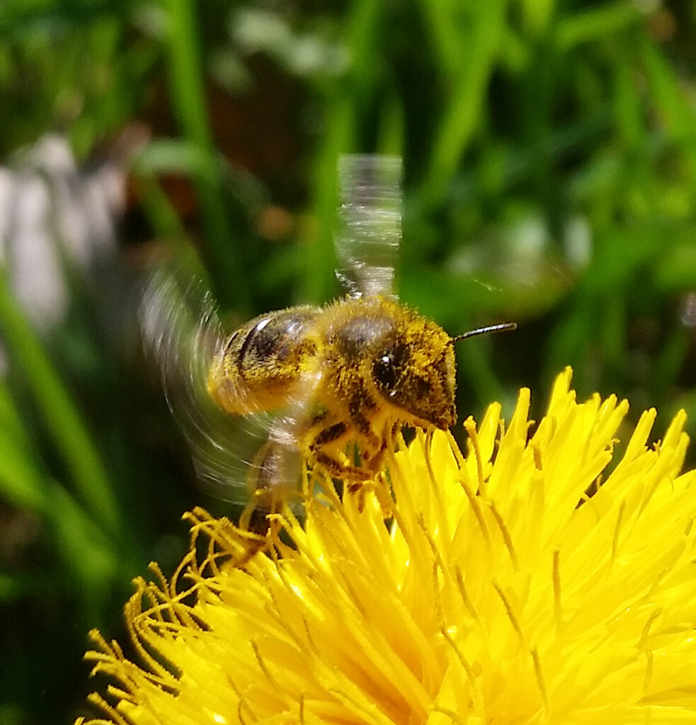 Cum Natura Imkerei und Landschaftspflege