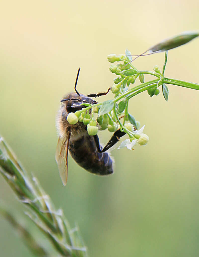 Cum Natura Imkerei und Landschaftspflege