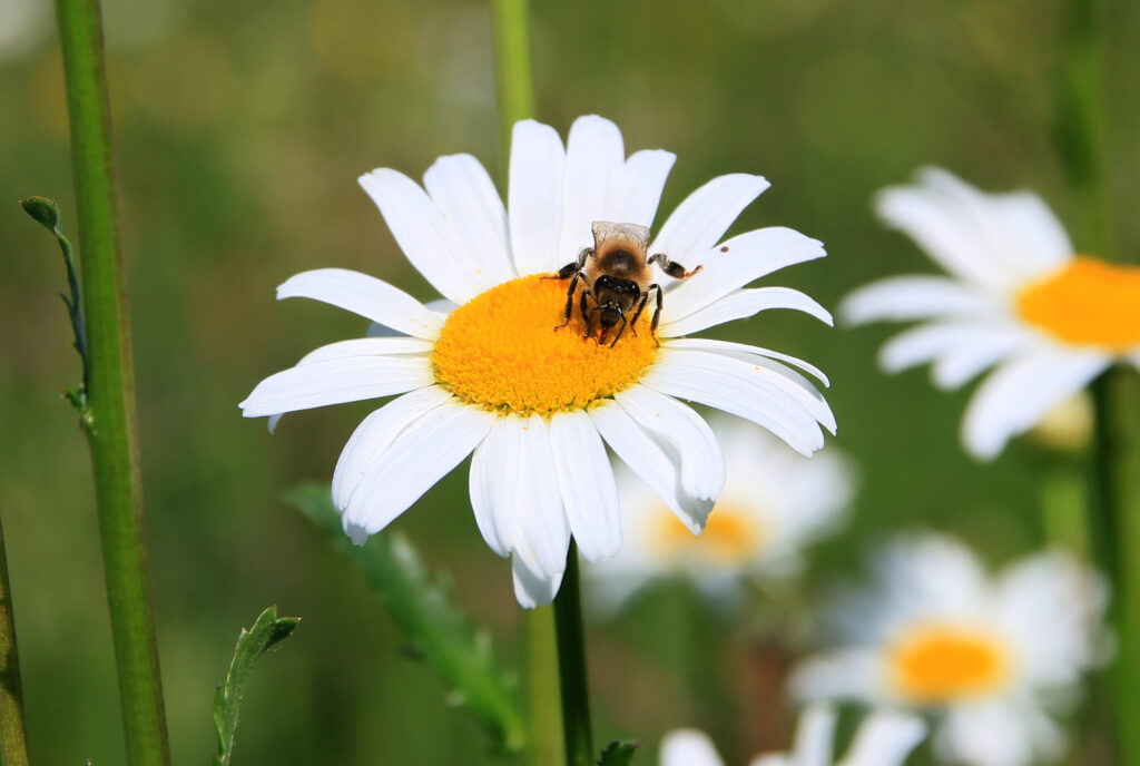 Cum Natura Imkerei und Landschaftspflege