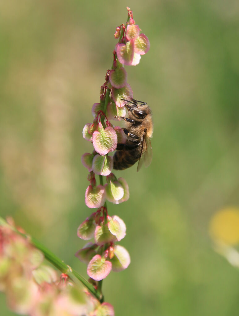 Cum Natura Imkerei und Landschaftspflege
