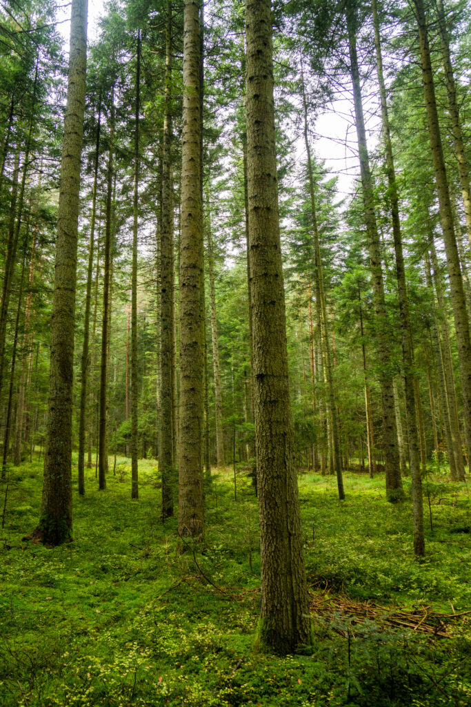 Alpirsbacher Tourentipp - Stiefelreise Oberes Nagoldtal
