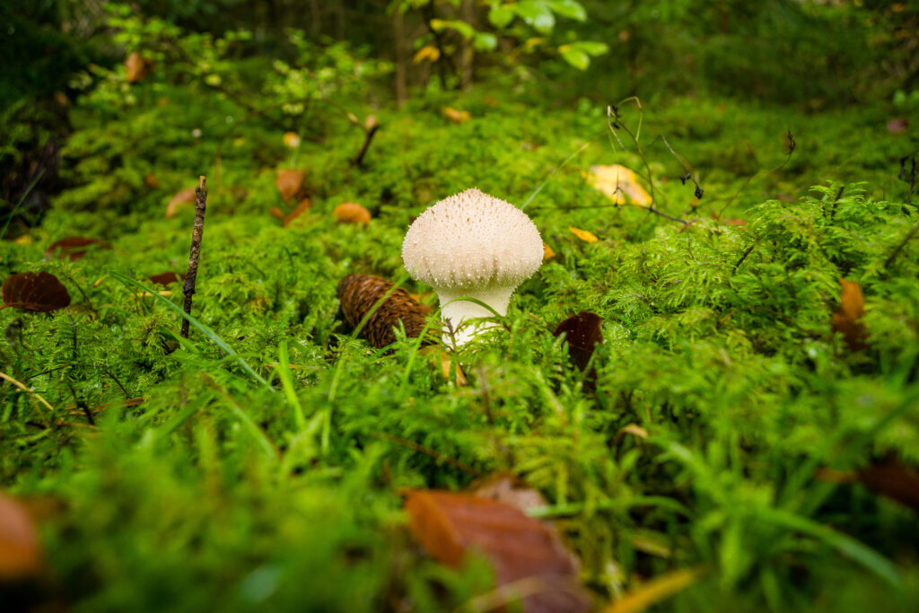 Alpirsbacher Tourentipp - Stiefelreise Oberes Nagoldtal