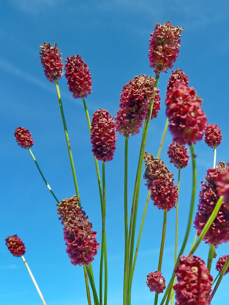 Blume des Jahres 2021 - der Große Wiesenknopf