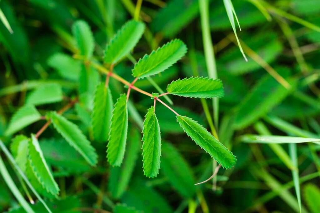 Blume des Jahres 2021 - der Große Wiesenknopf