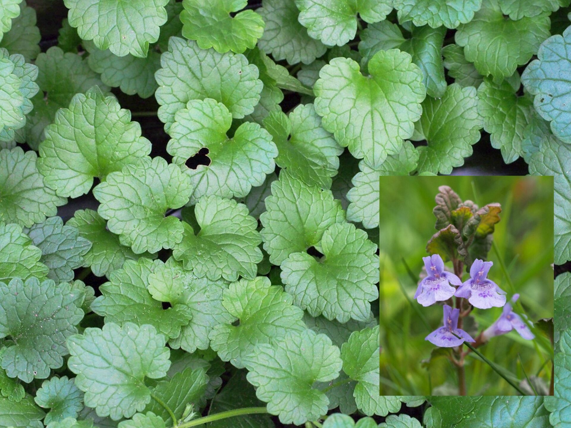 Kräuterquiz Gundermann