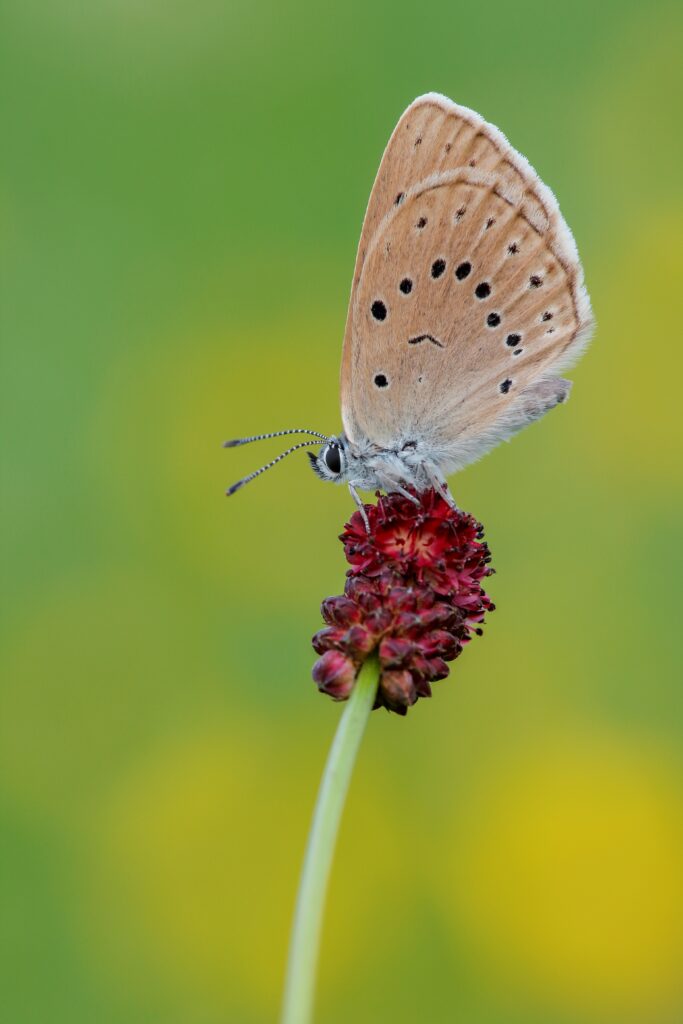 Blume des Jahres 2021 - der Große Wiesenknopf