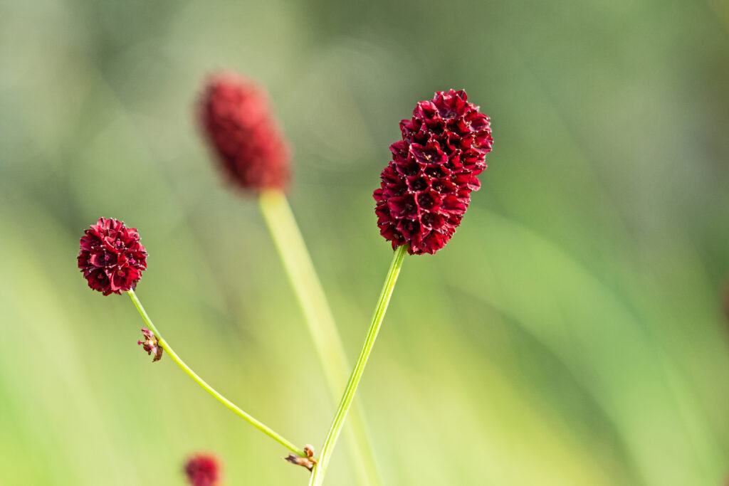 Blume des Jahres 2021 - der Große Wiesenknopf