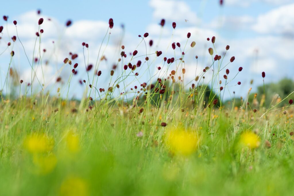 Blume des Jahres 2021 - der Große Wiesenknopf