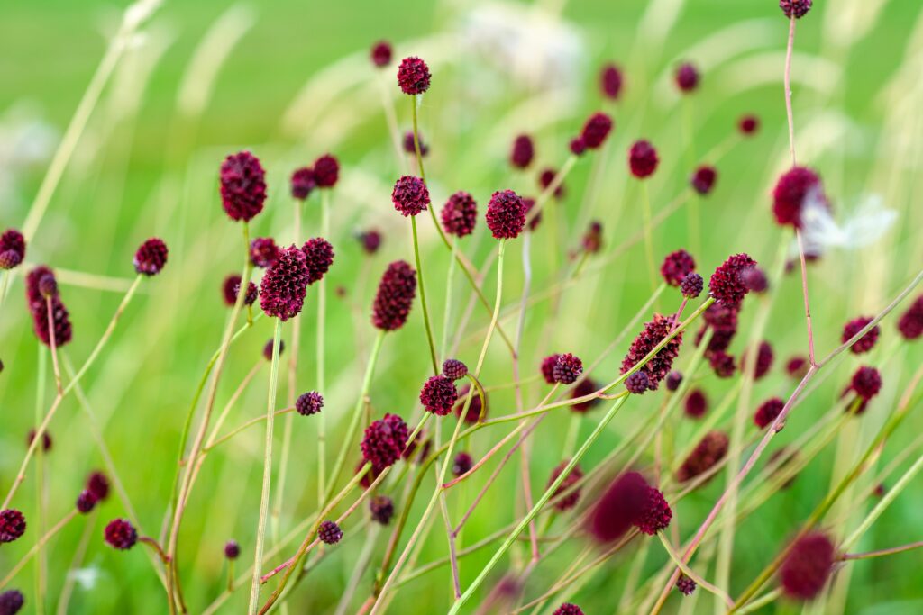 Blume des Jahres 2021 - der Große Wiesenknopf