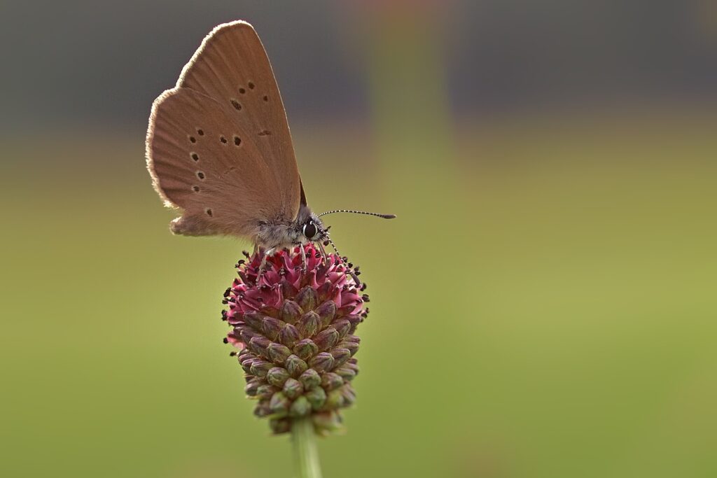 Blume des Jahres 2021 - der Große Wiesenknopf