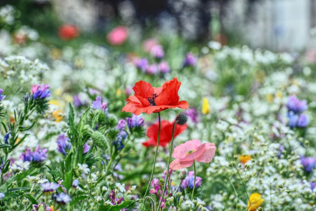 Weltbienentag 2021 - Aufruf zum Bienenretten
