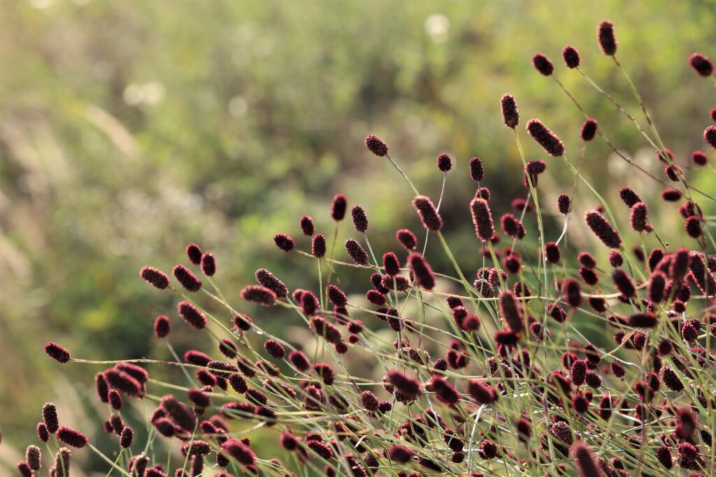 Blume des Jahres 2021 - der Große Wiesenknopf