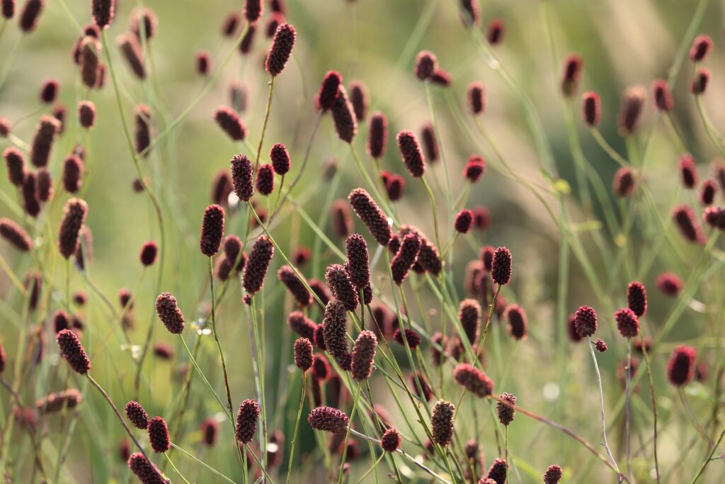 Blume des Jahres 2021 - der Große Wiesenknopf