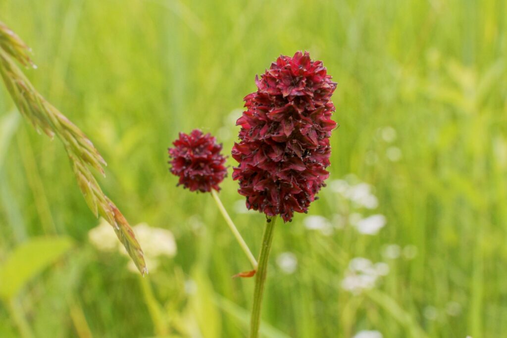 Blume des Jahres 2021 - der Große Wiesenknopf