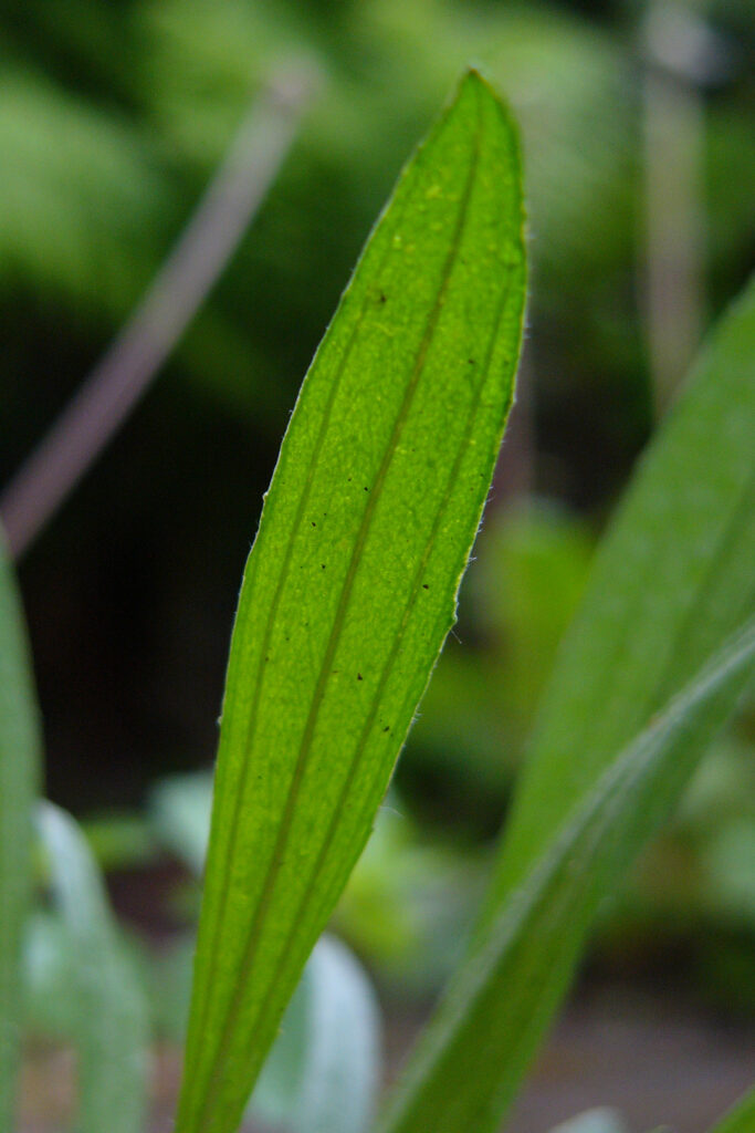 Spitzwegerich - König des Weges