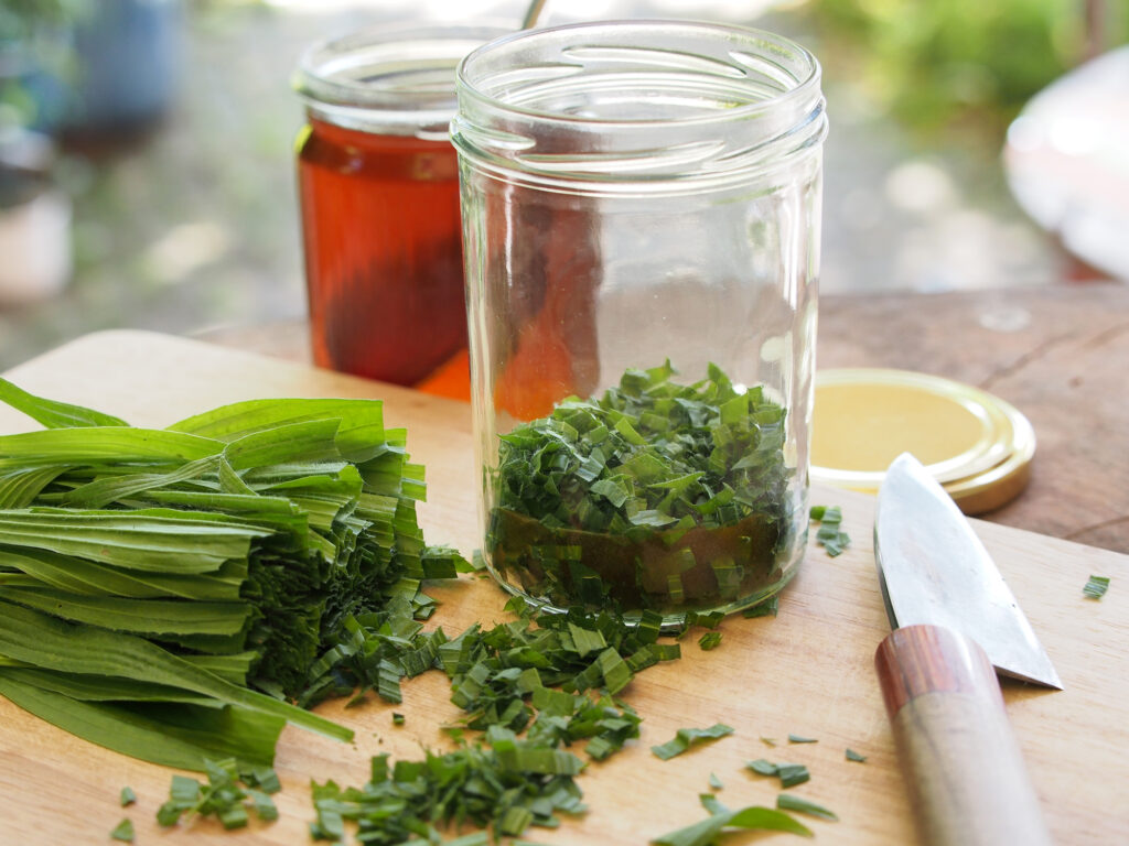 Spitzwegerich - König des Weges