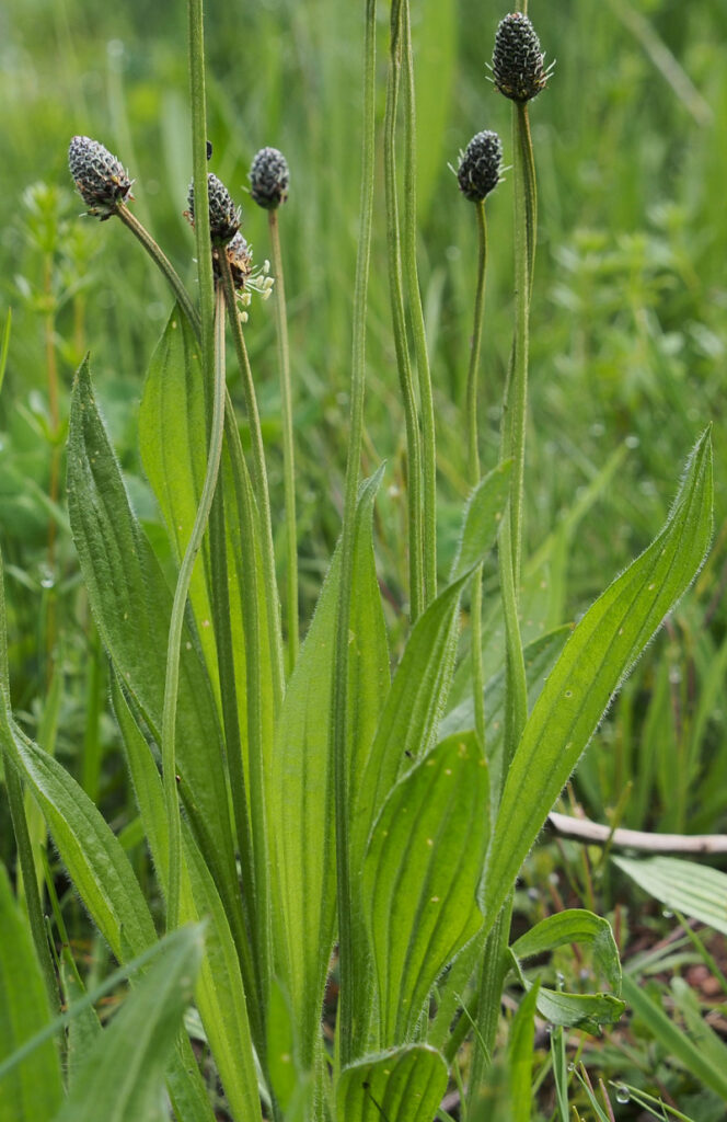 Spitzwegerich - König des Weges