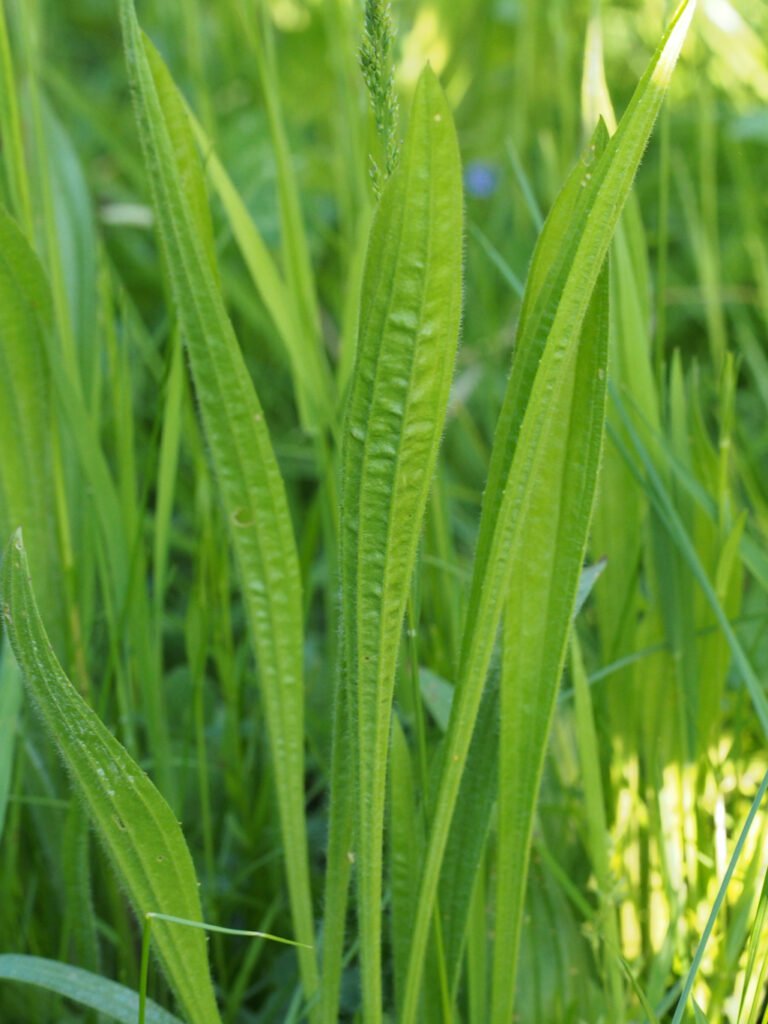 Spitzwegerich - König des Weges