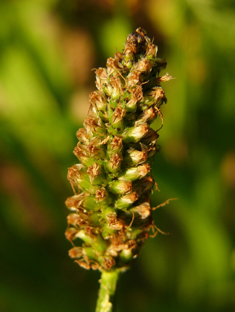Spitzwegerich - König des Weges