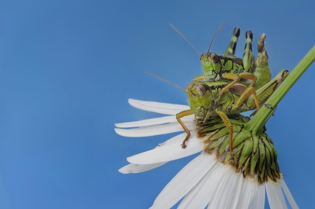 Tiersteckbrief Alpine Gebirgsschrecke