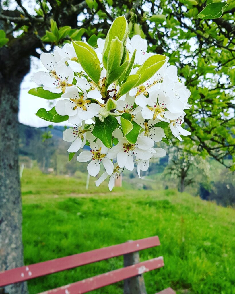 Alpirsbacher Tourentipp - Ins Dantersbachtal und zum Heidenstein