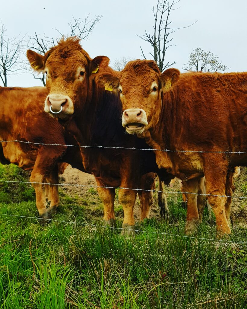 Alpirsbacher Tourentipp - Ins Dantersbachtal und zum Heidenstein