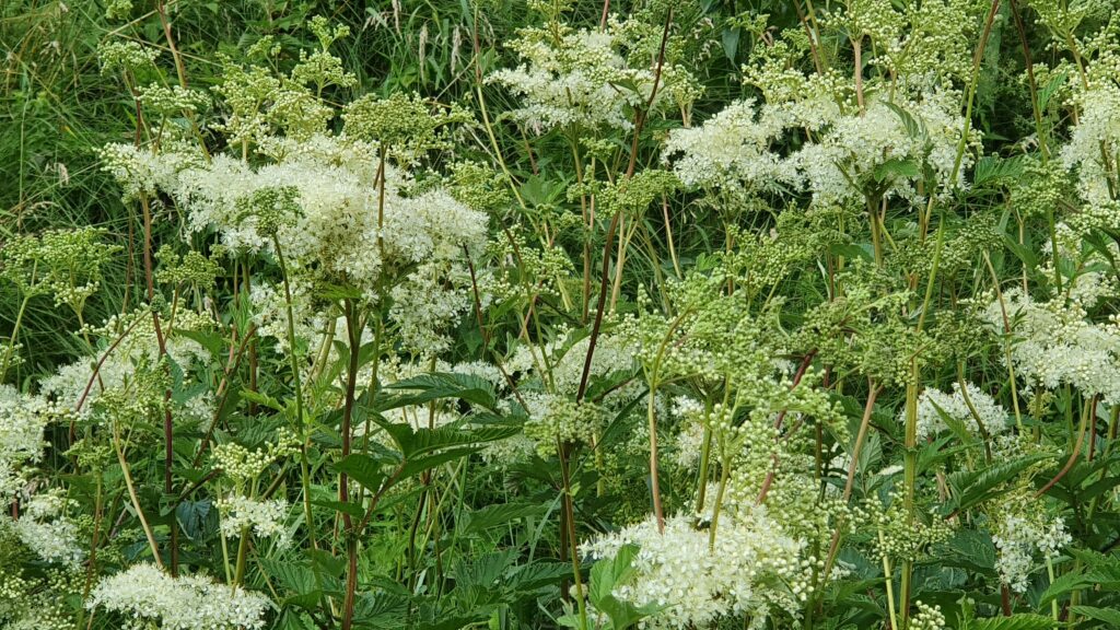 Kräuterquiz Mädesüß - Königin der Wiesen