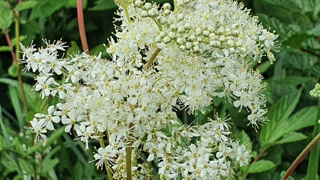 Kräuterquiz Mädesüß - Königin der Wiesen