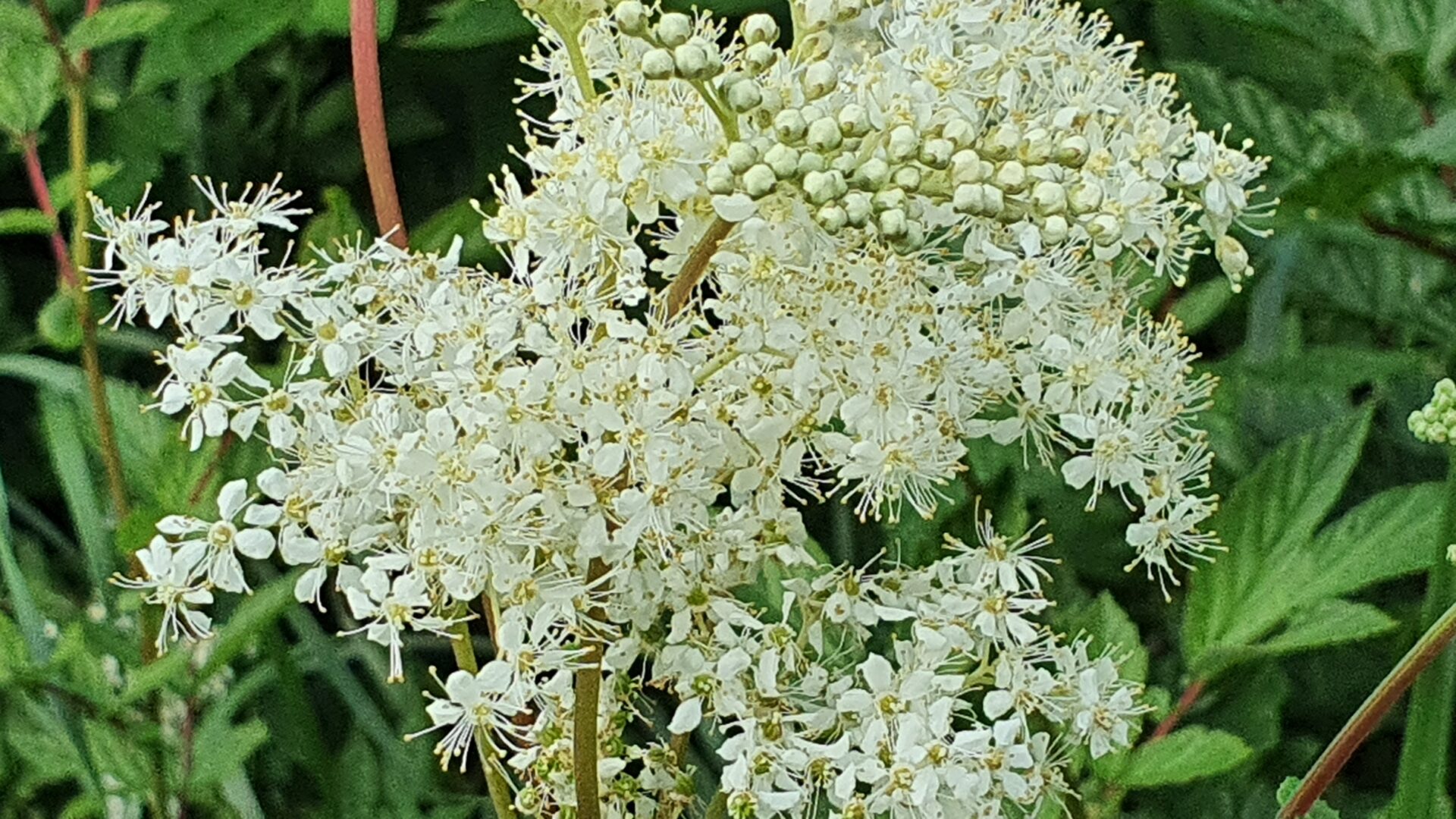 Kräuterquiz Mädesüß - Königin der Wiesen