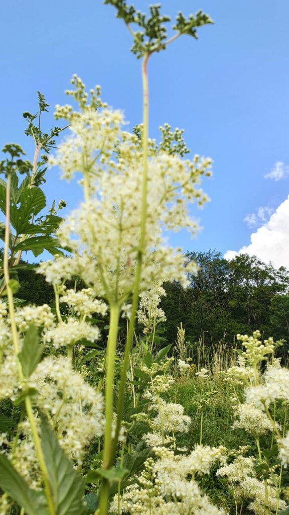 Kräuterquiz Mädesüß - Königin der Wiesen