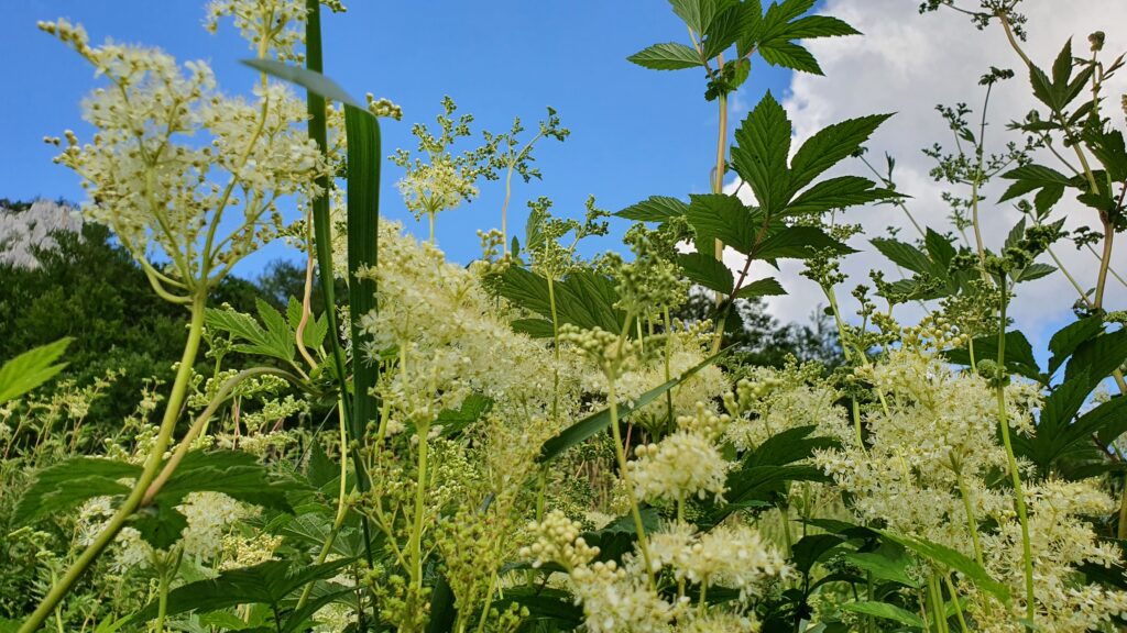 Kräuterquiz Mädesüß - Königin der Wiesen