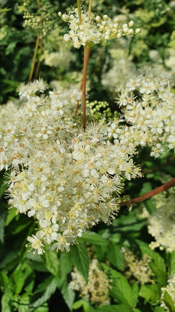 Kräuterquiz Mädesüß - Königin der Wiesen