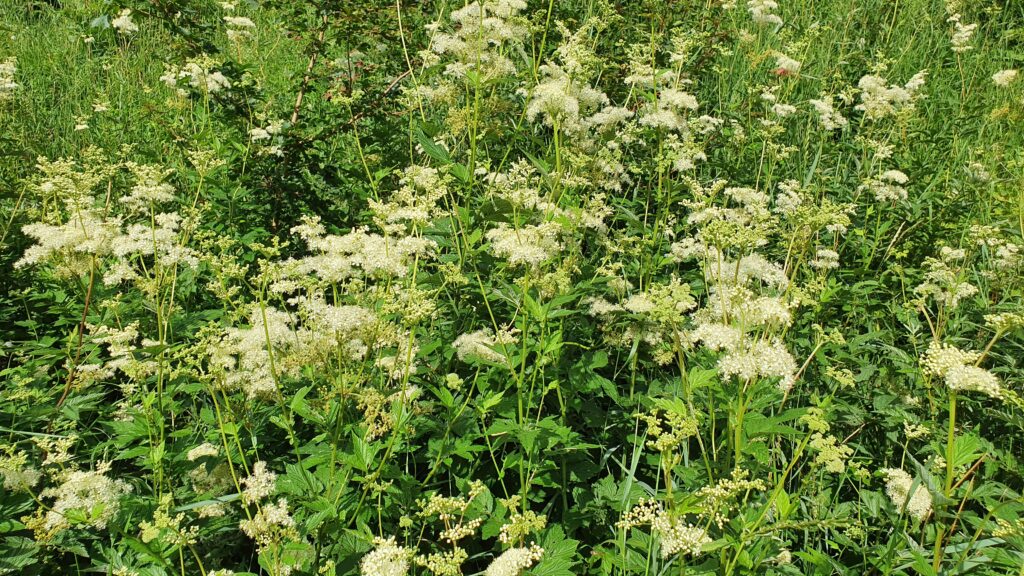 Kräuterquiz Mädesüß - Königin der Wiesen