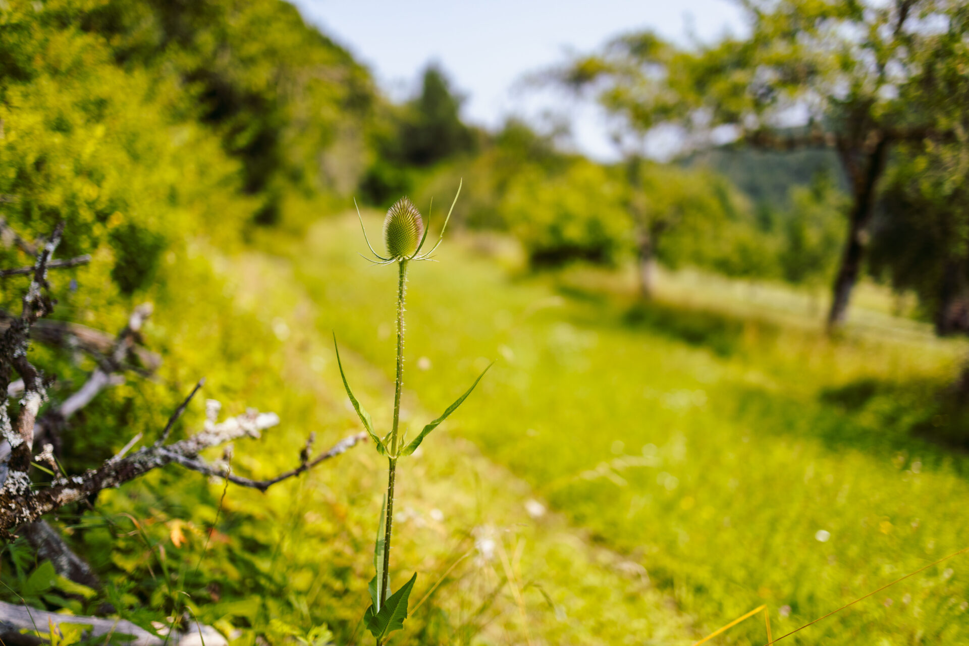 Schwarzwald-Guide Thomas Bühler Nagold mit Blick fürs Ganze