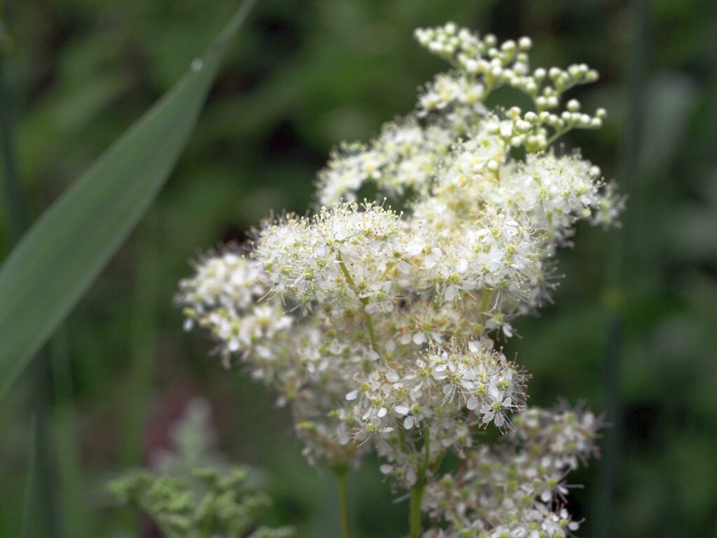 Kräuterquiz Mädesüß - Königin der Wiesen
