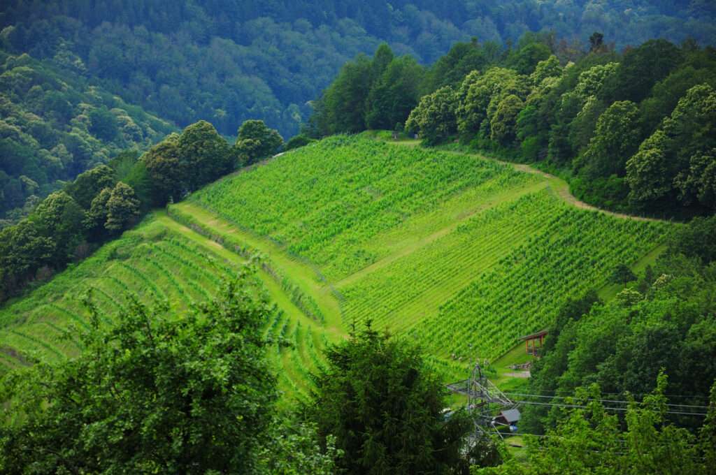Naturpark-Detektive Actionbound-Tour Kulturlandschaft Weisenbach