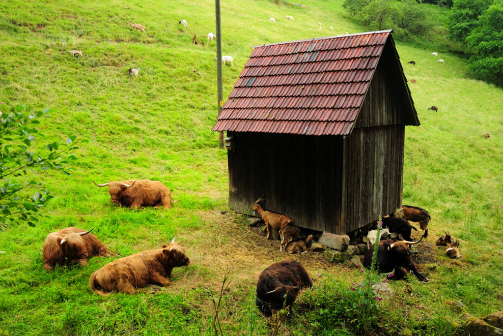 Naturpark-Detektive Actionbound-Tour Kulturlandschaft Weisenbach