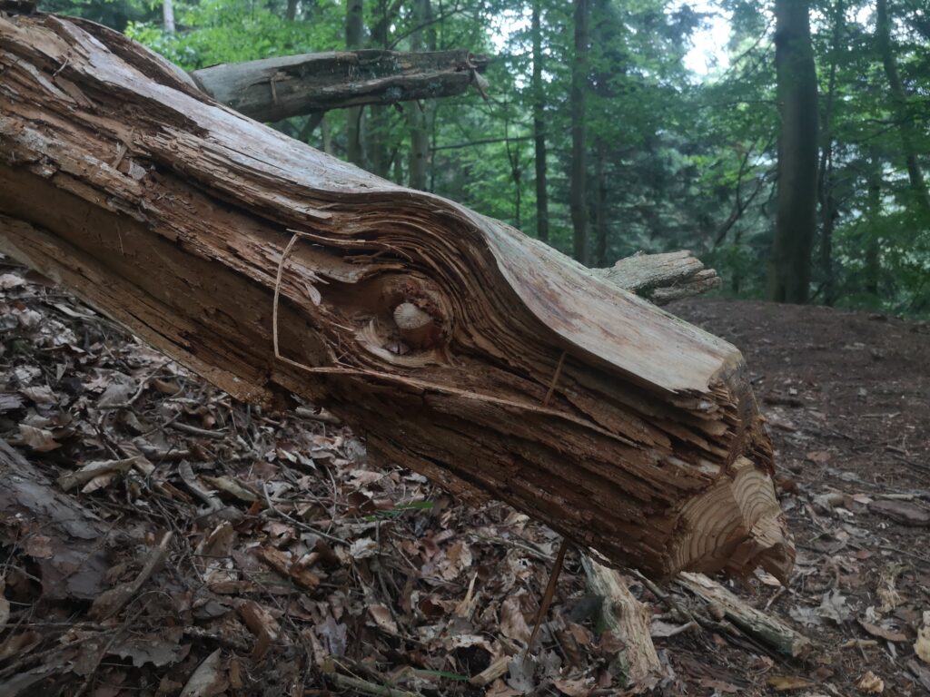 Naturpark-Detektive Actionbound-Tour Kulturlandschaft Weisenbach