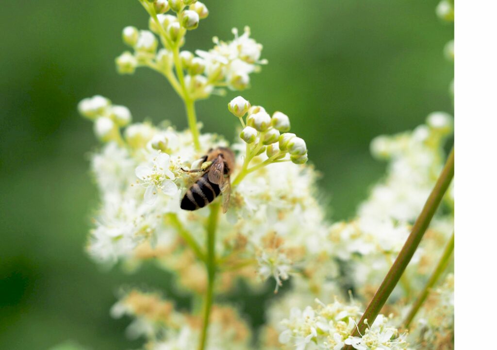 Kräuterquiz Mädesüß - Königin der Wiesen